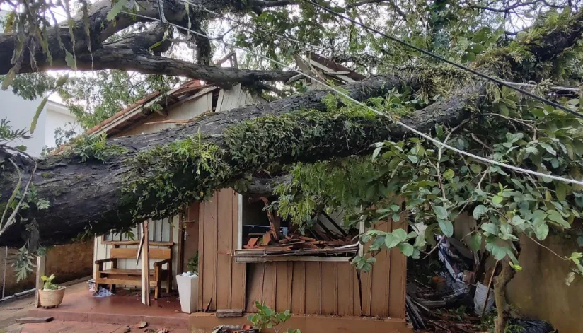 Chuva derruba árvores e causa estragos em Maringá veja fotos Maringa