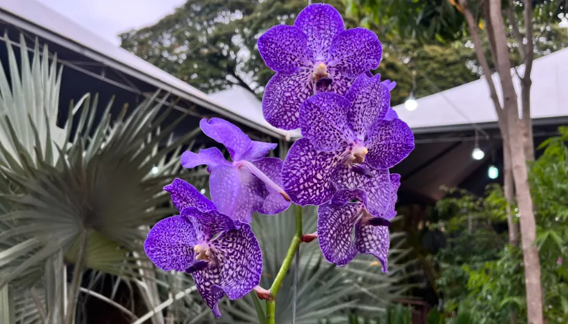 Conheça algumas das plantas mais exóticas da Expoflor de Maringá