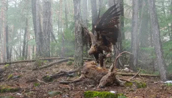 Concurso internacional premia as melhores fotos de aves; confira Concurso internacional premia as melhores fotos de aves; confira