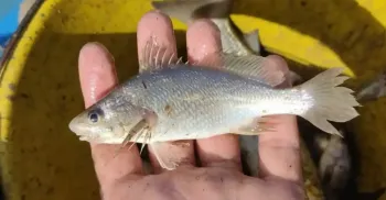 Anomalias em peixes podem estar diretamente ligadas ao desastre de Mariana
