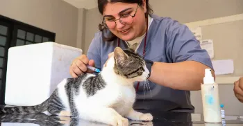Vacinação gratuita de cães e gatos acontece em Maringá nesta quarta (26)