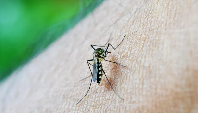 Boletim epidemiológico confirma mais 5.802 casos e sete óbitos causados pela dengue no Paraná Boletim epidemiológico confirma mais 5.802 casos e sete óbitos causados pela dengue no Paraná