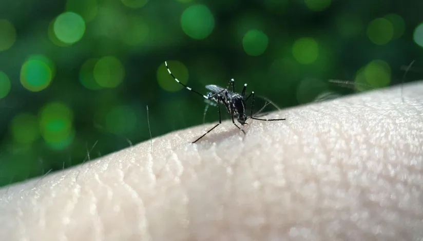 Prefeitura de Maringá alerta para cuidados contra a dengue mesmo com temperaturas mais baixas Prefeitura de Maringá alerta para cuidados contra a dengue, mesmo com temperaturas mais baixas