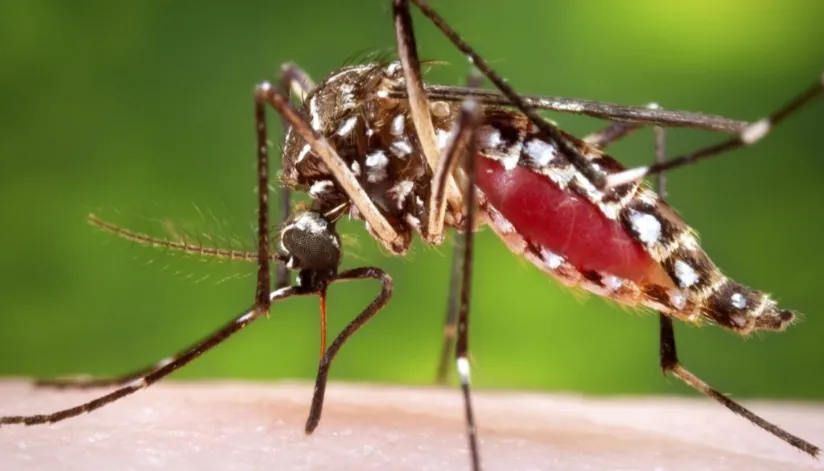 Maringá tem a segunda regional de saúde com mais casos de dengue no Paraná