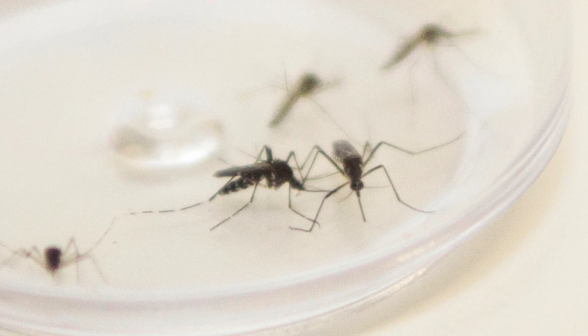 Dengue: 4,1 mil casos já foram registrados em Maringá em 2025 Dengue: 4.162 casos já foram registrados em Maringá em 2025