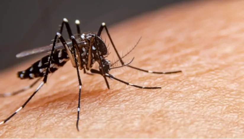 Boletim da dengue confirma mais 38 mortes causadas pela doença no Paraná