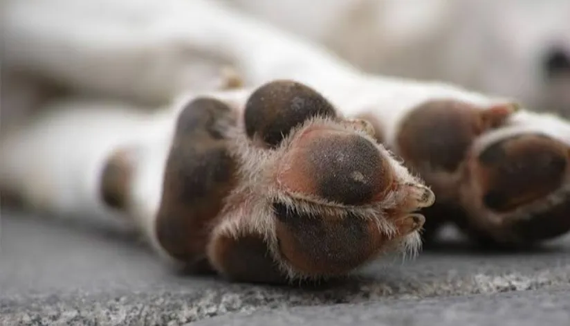 Imagem em close na pata de um cachorro para ilustrar caso de mortes de animais.