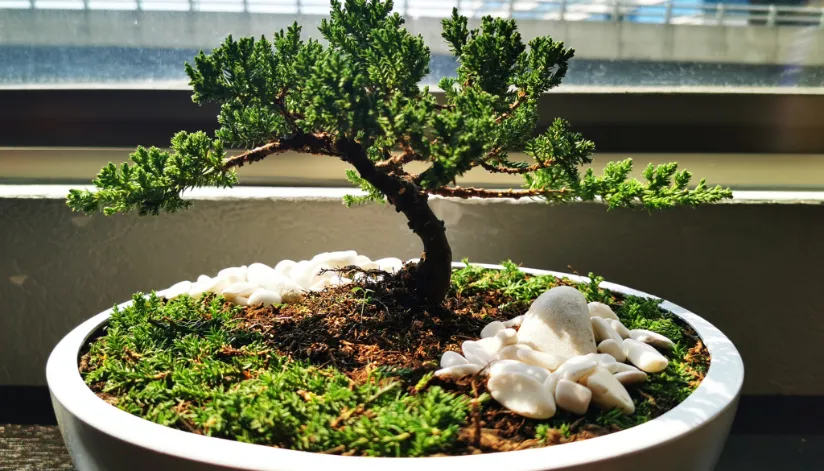 Exposição de bonsai em Maringá celebra os 114 anos da Imigração Japonesa Exposição de bonsai em Maringá celebra os 114 anos da Imigração Japonesa
