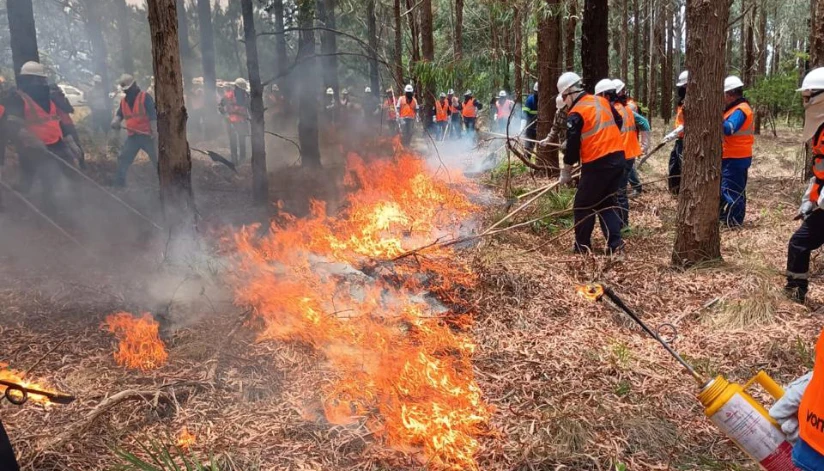 Incêndios florestais caem 50% em agosto, mas tempo seco em setembro preocupa Incêndios florestais caem 50% em agosto, mas tempo seco em setembro preocupa