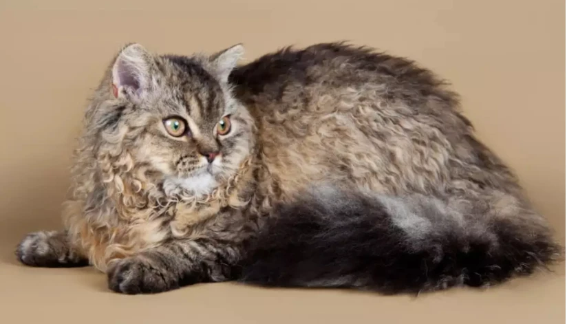 Conheça as raças de cães e gatos mais raras do mundo Conheça as raças de cães e gatos mais raras do mundo